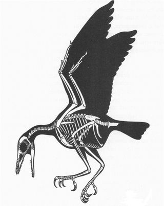 Sinornis santensis, avian ancestors, flying dinosaurs, feathered dinosaurs,