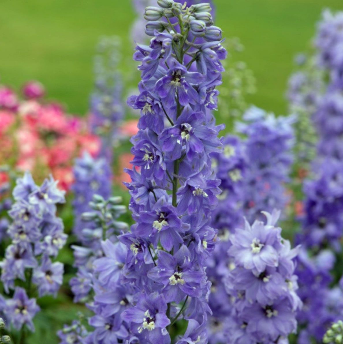 Cottage garden plants, Delphinium