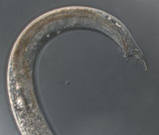 nsf, national science foundation, behind the scenes, bts, sex determination, hermaphrodite worms, evolution of sexes, intermediate sex stages, Caenorhabditis elegans, male and female sexual characteristics, nematode sex, hermaphrodite nematode,