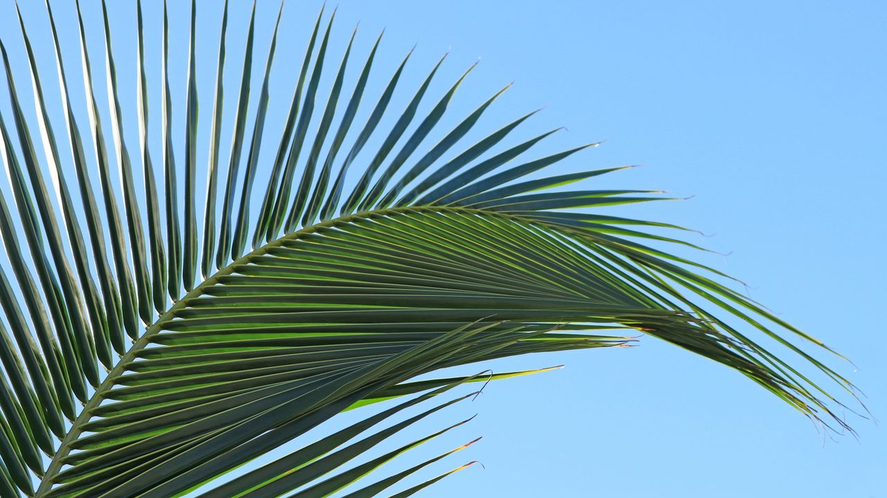 Coconut palm fronds creating tropical pattern against blue sky