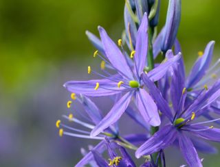 Blue camassia