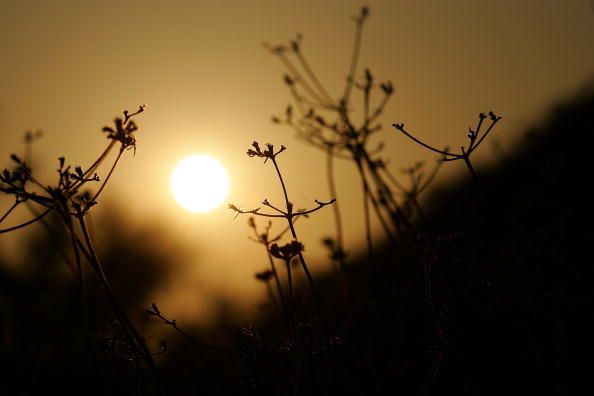 Dry vegetation in the San Gabriel Mountains near Los Angeles