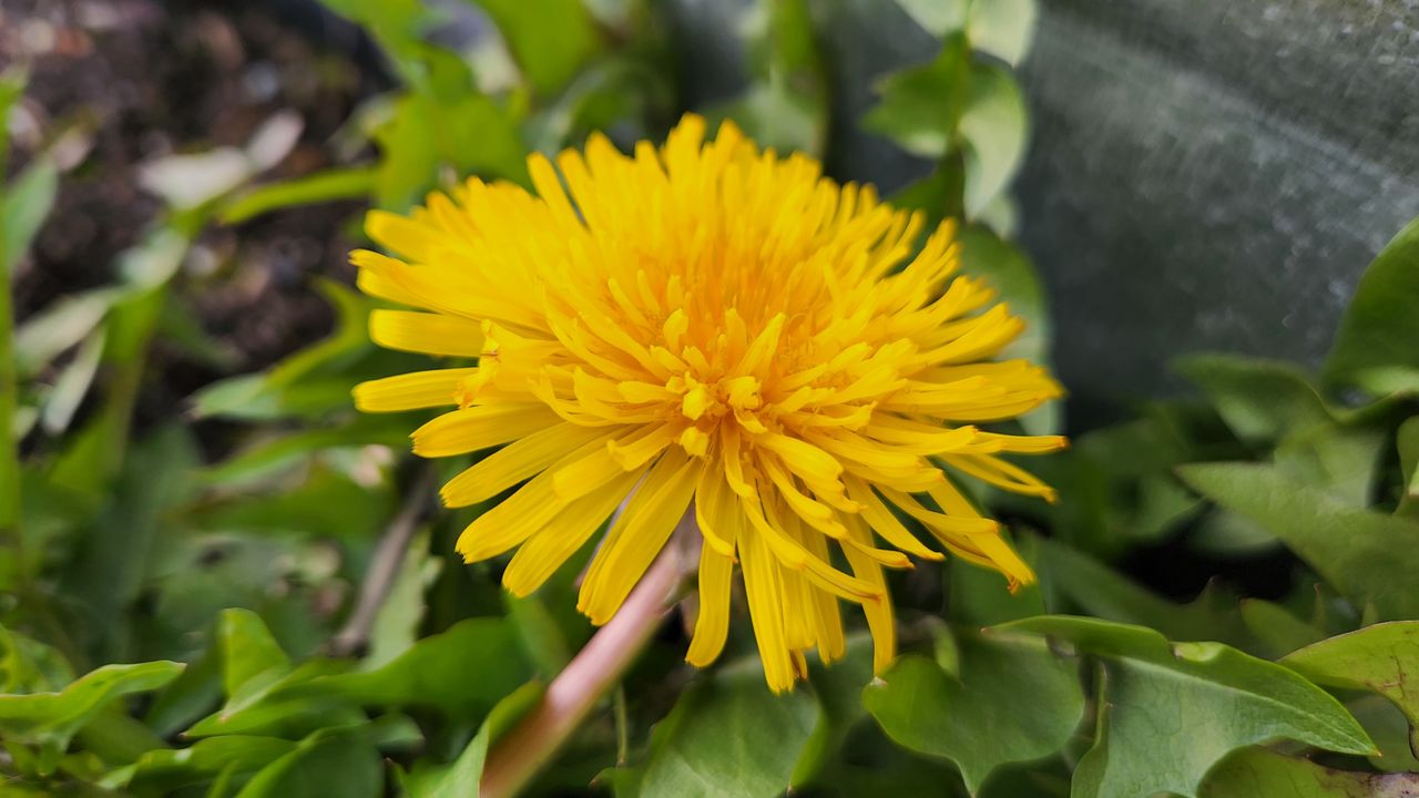 Samsung Galaxy S22 camera sample