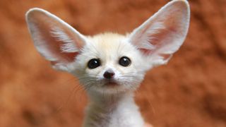 Most unusual pets - Fennec Fox