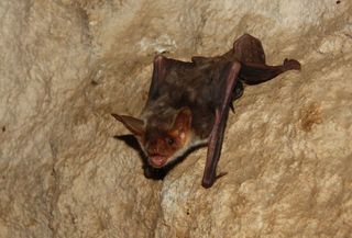 Greater mouse-eared bat