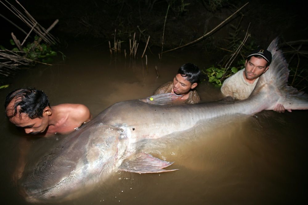 the mekong giant catfish is one of the largest fish in the world