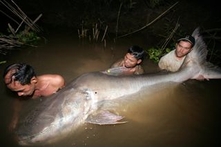 the mekong giant catfish is one of the largest fish in the world