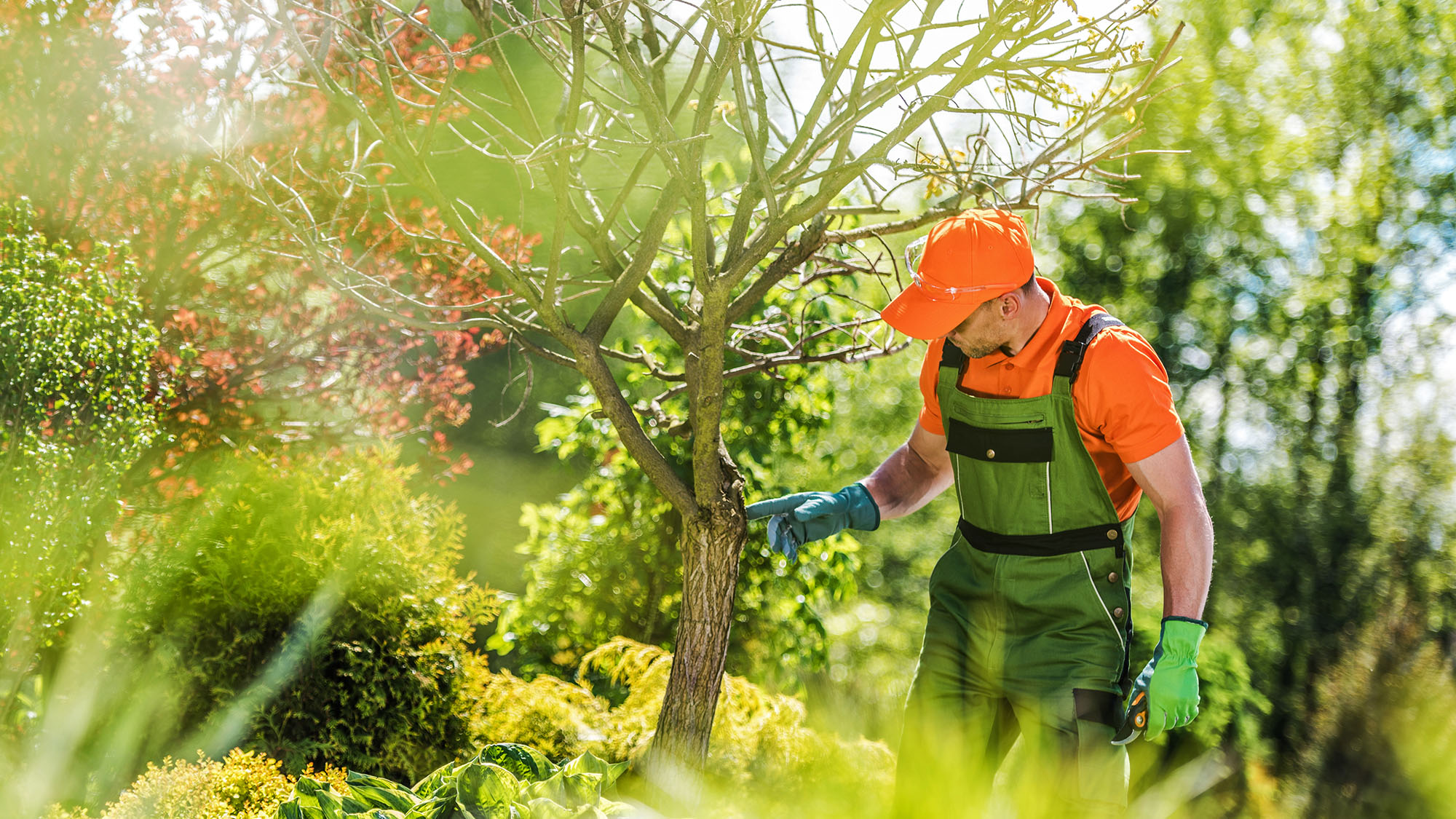 Gardener in overalls and hat checks tree health in the spring