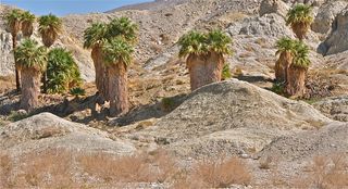 There are 24 identified oases found along the 800 miles (1,290 km) of the San Andreas Fault.