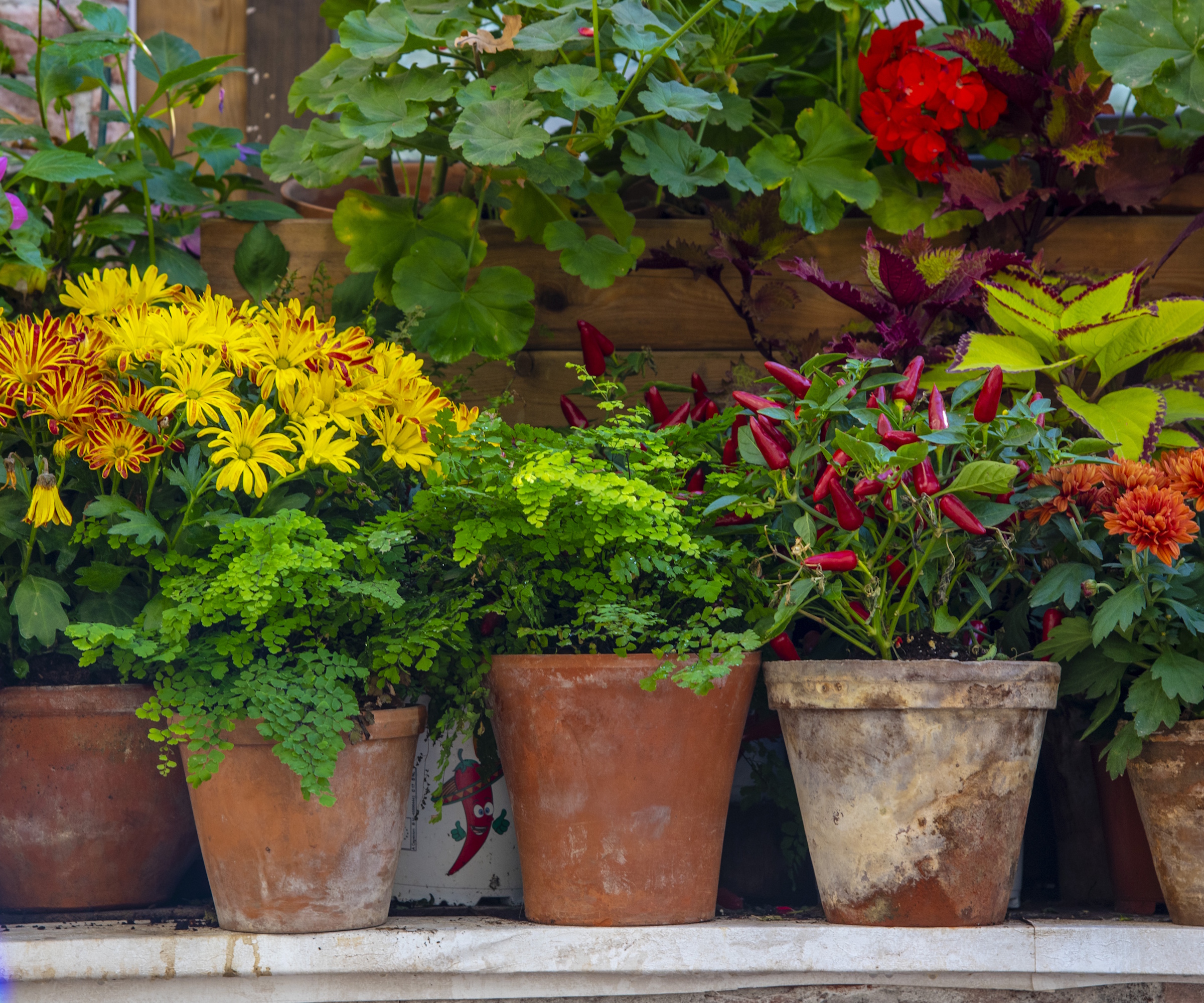 Various blooming autumn plants in ceramic pots stand in a row on a shelf