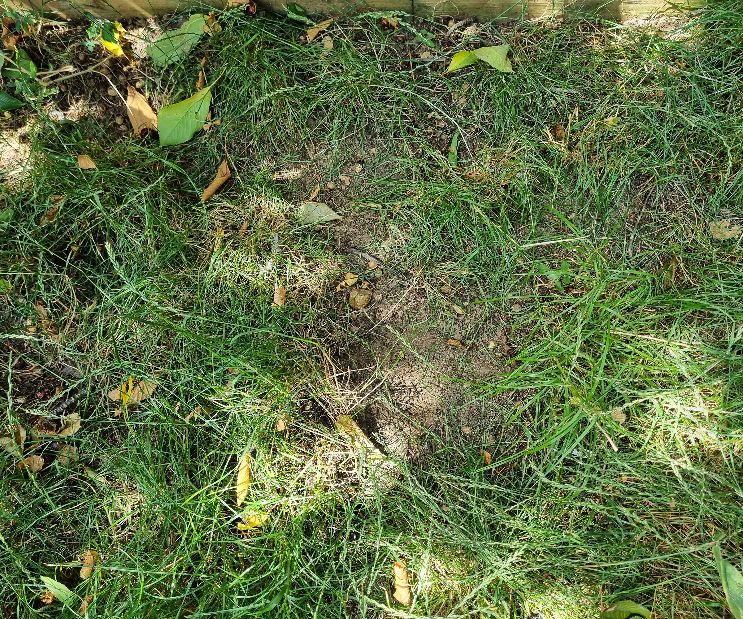 A dead patch of grass in the shady part of a lawn