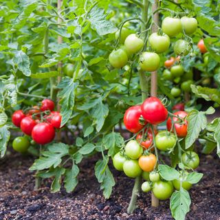 Red, yellow and green tomatoes growing on plant