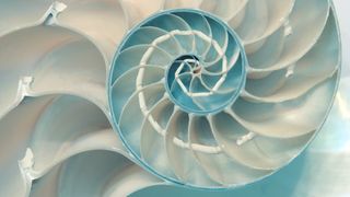 a close-up of the spiral shape of a blue nautilus whose spiral is reminiscent of the Fibonacci sequence