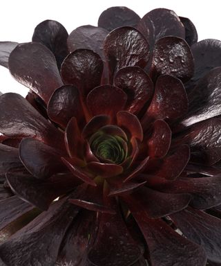 × Semponium 'Destiny chelsea flower show 2022 plant of the year
