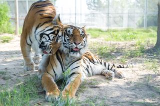 In January 2012, following an undercover investigation, HSUS helped rescue 11 exotic animals, including three tigers, from a roadside zoo in Mississippi. The tigers were taken to the Black Beauty Ranch, and their personalities began to emerge with daily enrichment, such as play time with oversize Boomer balls and "art" experiences rubbing non-toxic children's paint across a canvas with their face and paws. In August, sisters Natalia and Anastasia were the first to step into the facility’s new 5-acre big-cat habitat. In this image, in the new habitat, Natalia (left) rubs against Anastasia in a typical headbutt greeting.