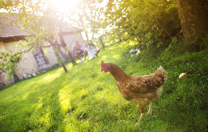 Happy free hen in garden near the old farmhouse