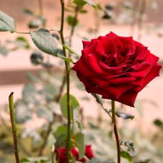 Red rose flower