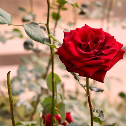 Red rose flower