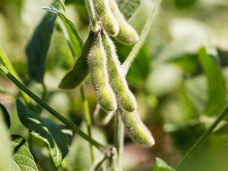 Soybeans In The Garden