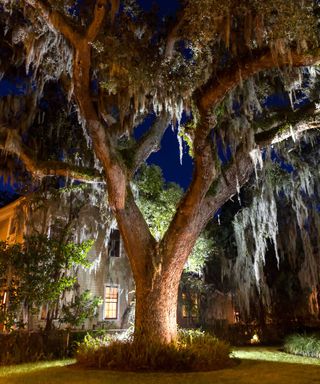 live oak tree lit up at night