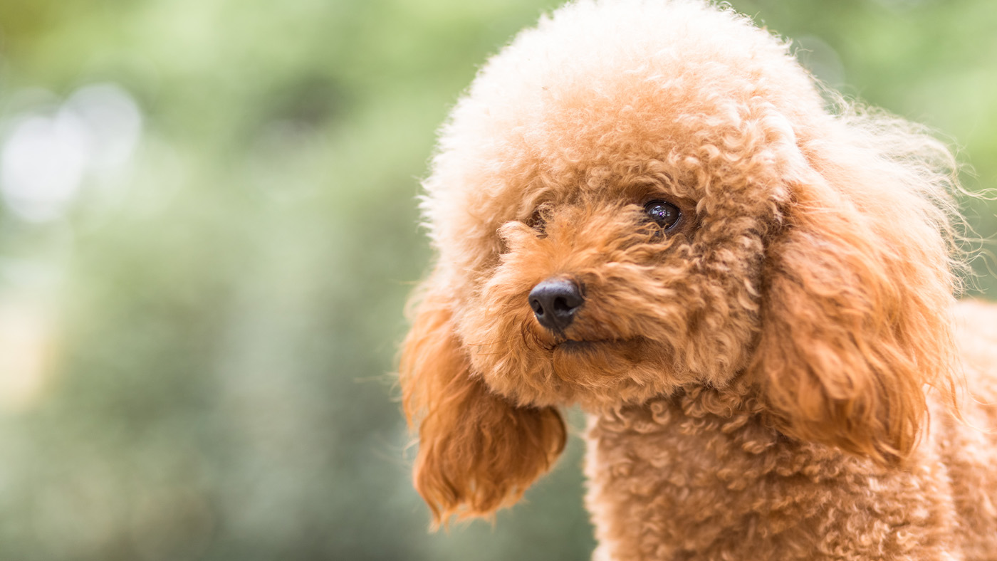 Toy poodle close up of head