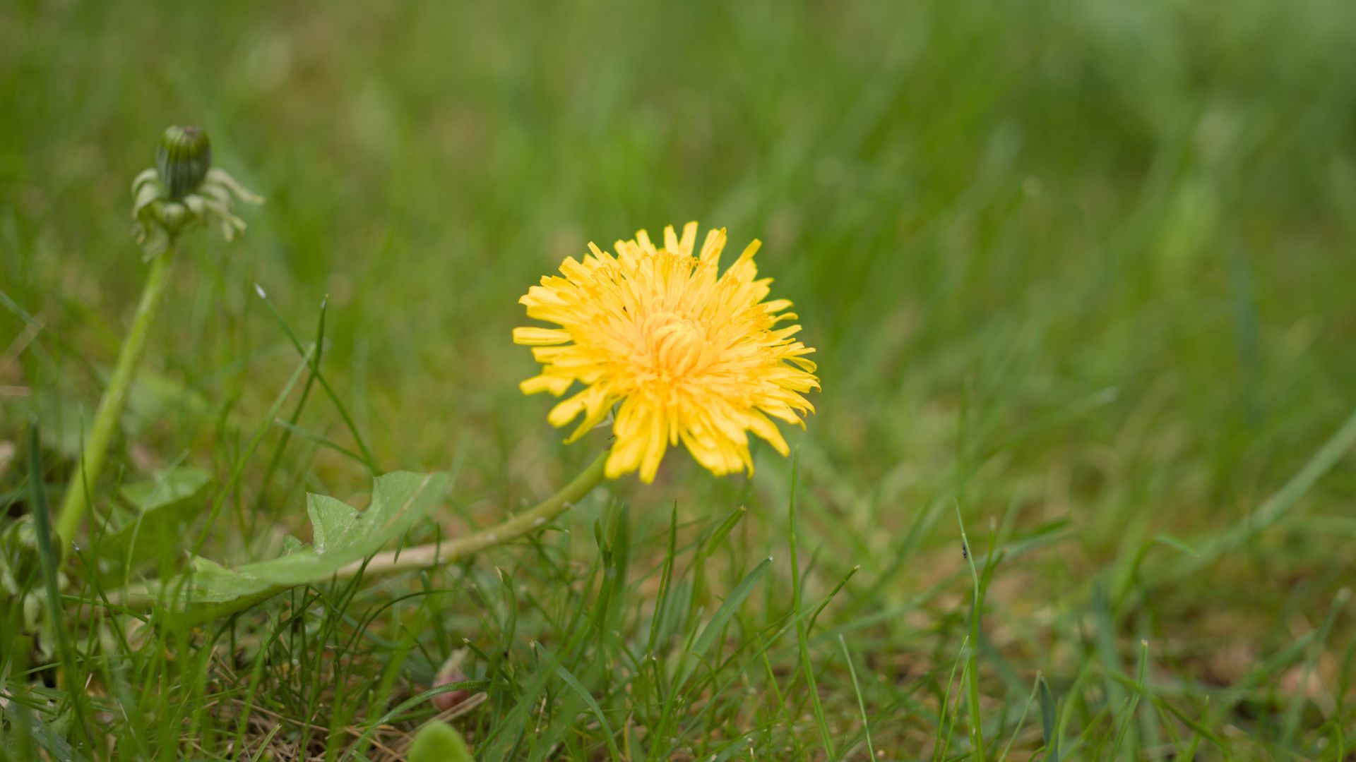 picture of dandelion growing in grass