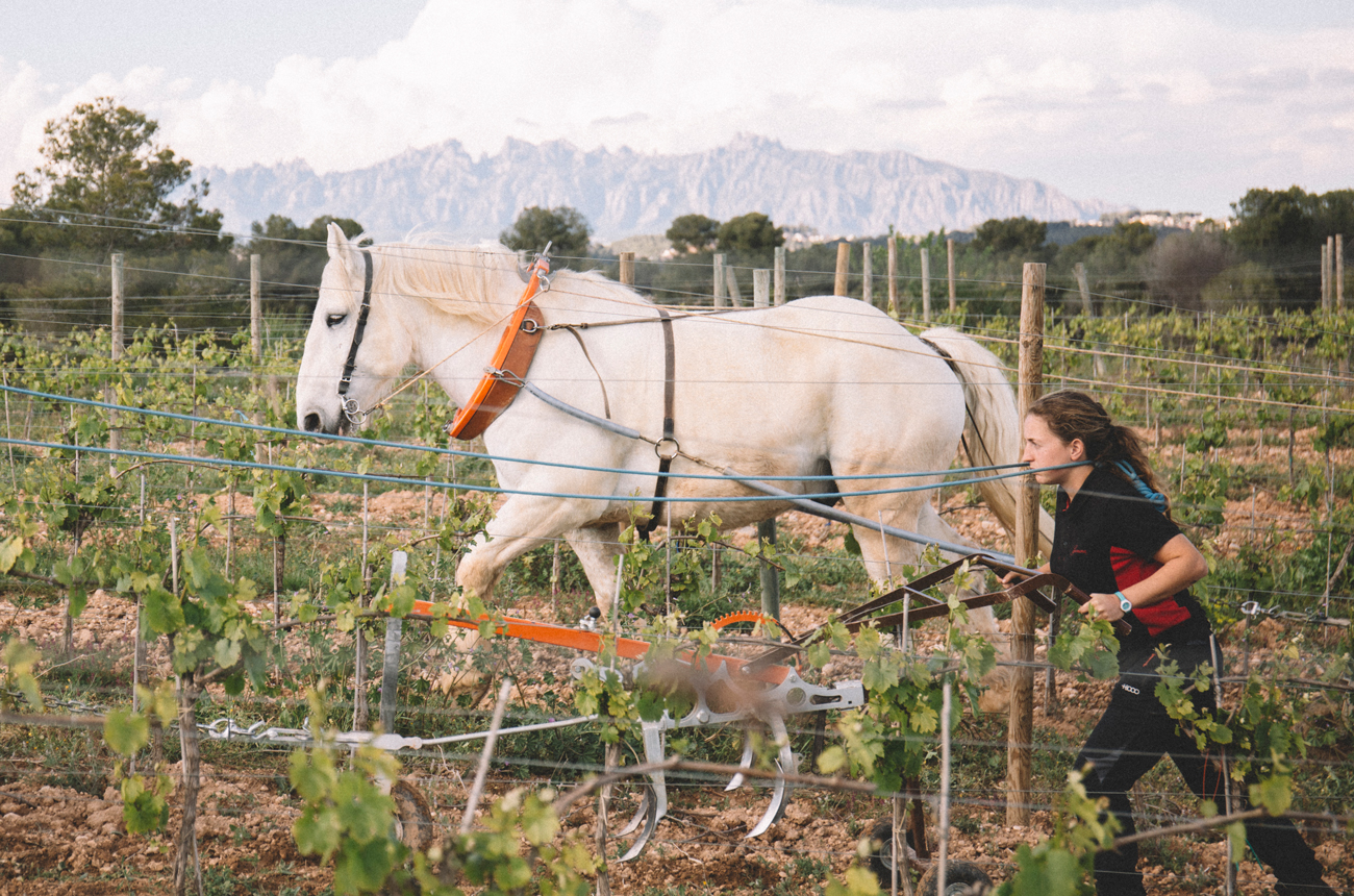 A white horse ploughs between vines in a vineyard
