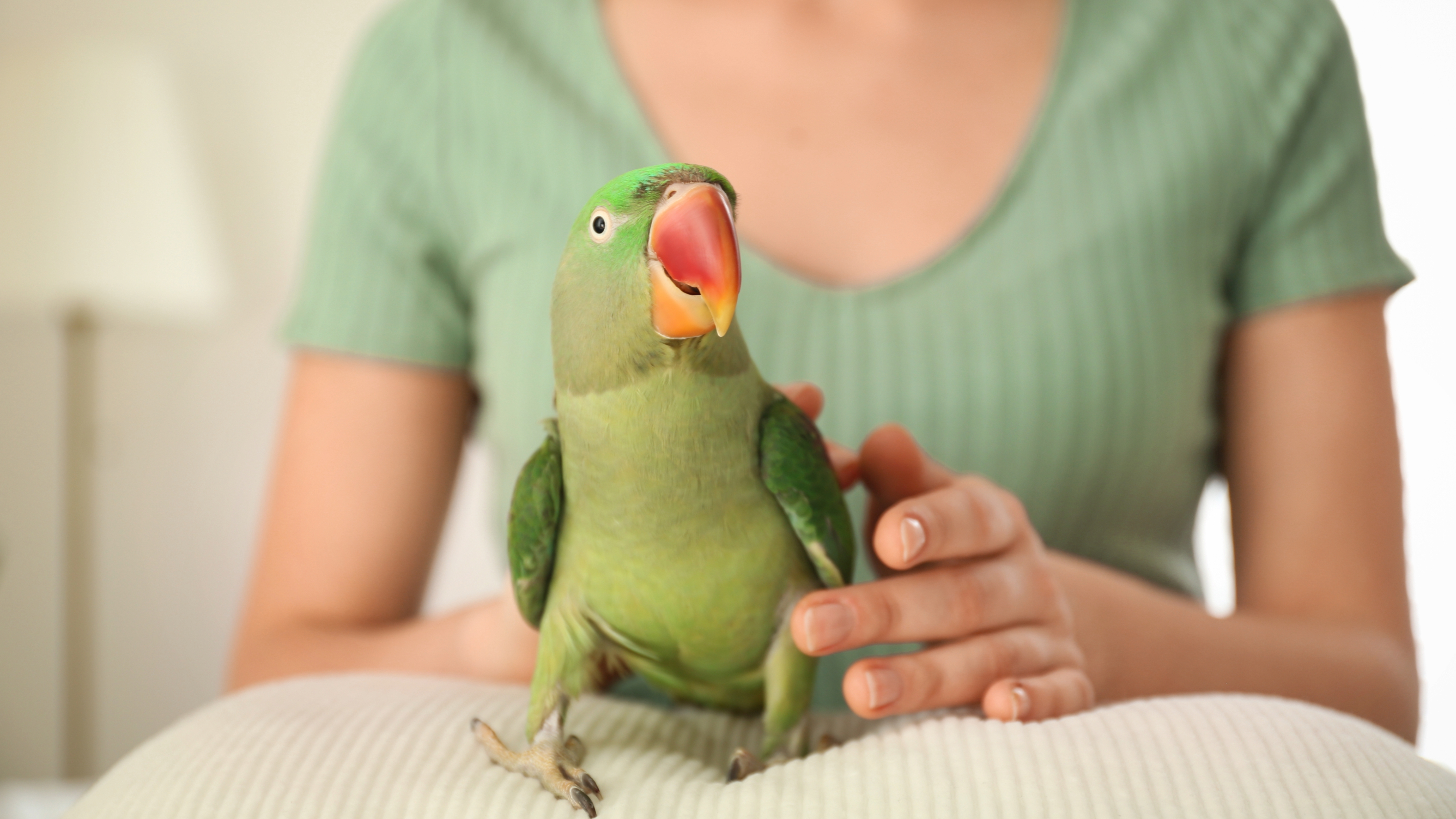 Pet bird