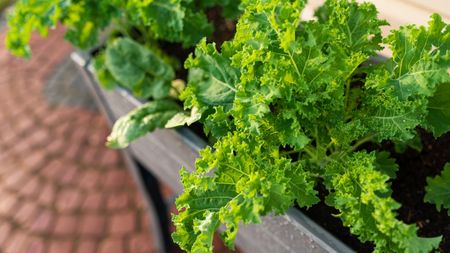 Kale and spinach plants growing together in a raised bed on red brick paving