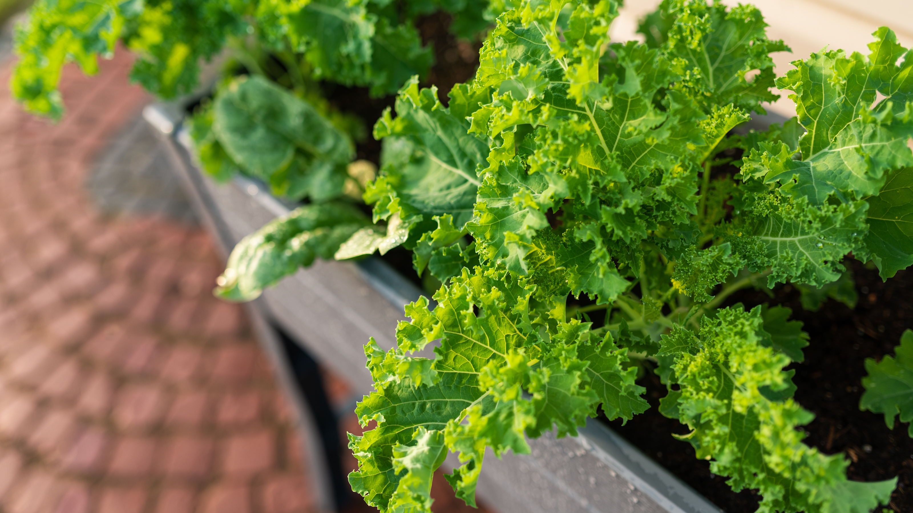 Kale and spinach plants growing together in a raised bed on red brick paving