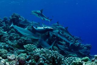 shark feeding at marshall islands