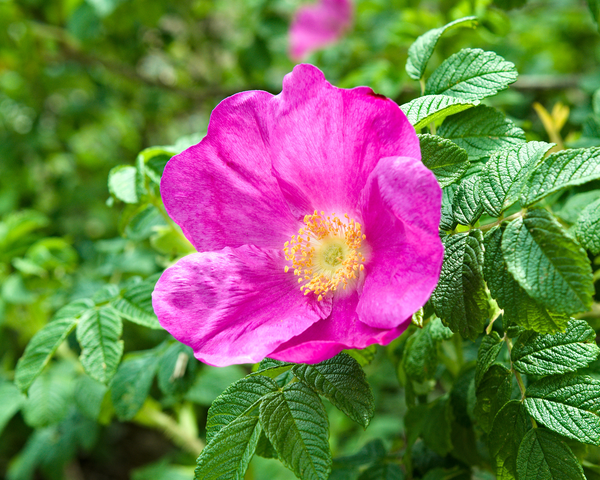 Rugosa rose