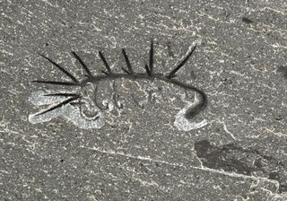 The Hallucigenia sparsa worm was uncovered in Canada's Burgess Shale, one of the world's richest fossil sites.