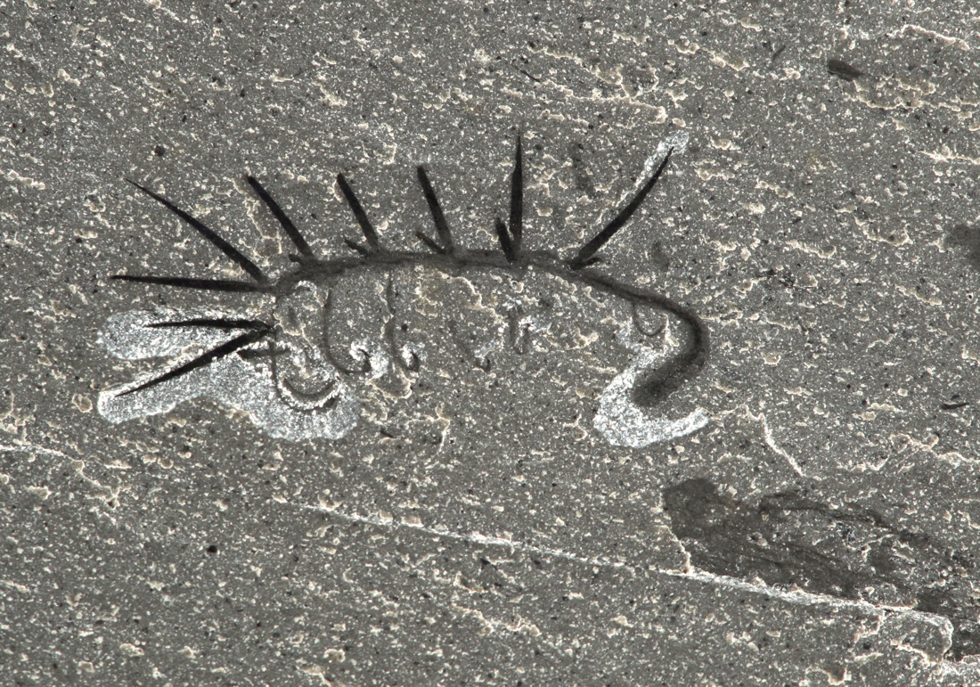 The <em>Hallucigenia sparsa</em> worm was uncovered in Canada's Burgess Shale, one of the world's richest fossil sites.