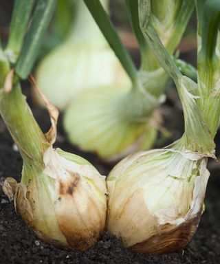 onions growing in ground