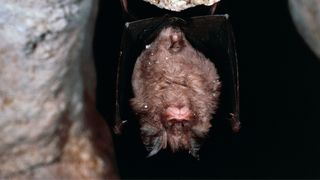 photo shows a small bat with black wings and brown fur hanging upside down in what appears to be a cave 