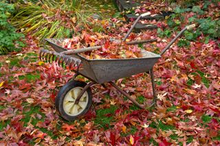 A garden lawn strewn with autumn leaves