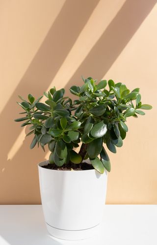 A jade plant in a white container