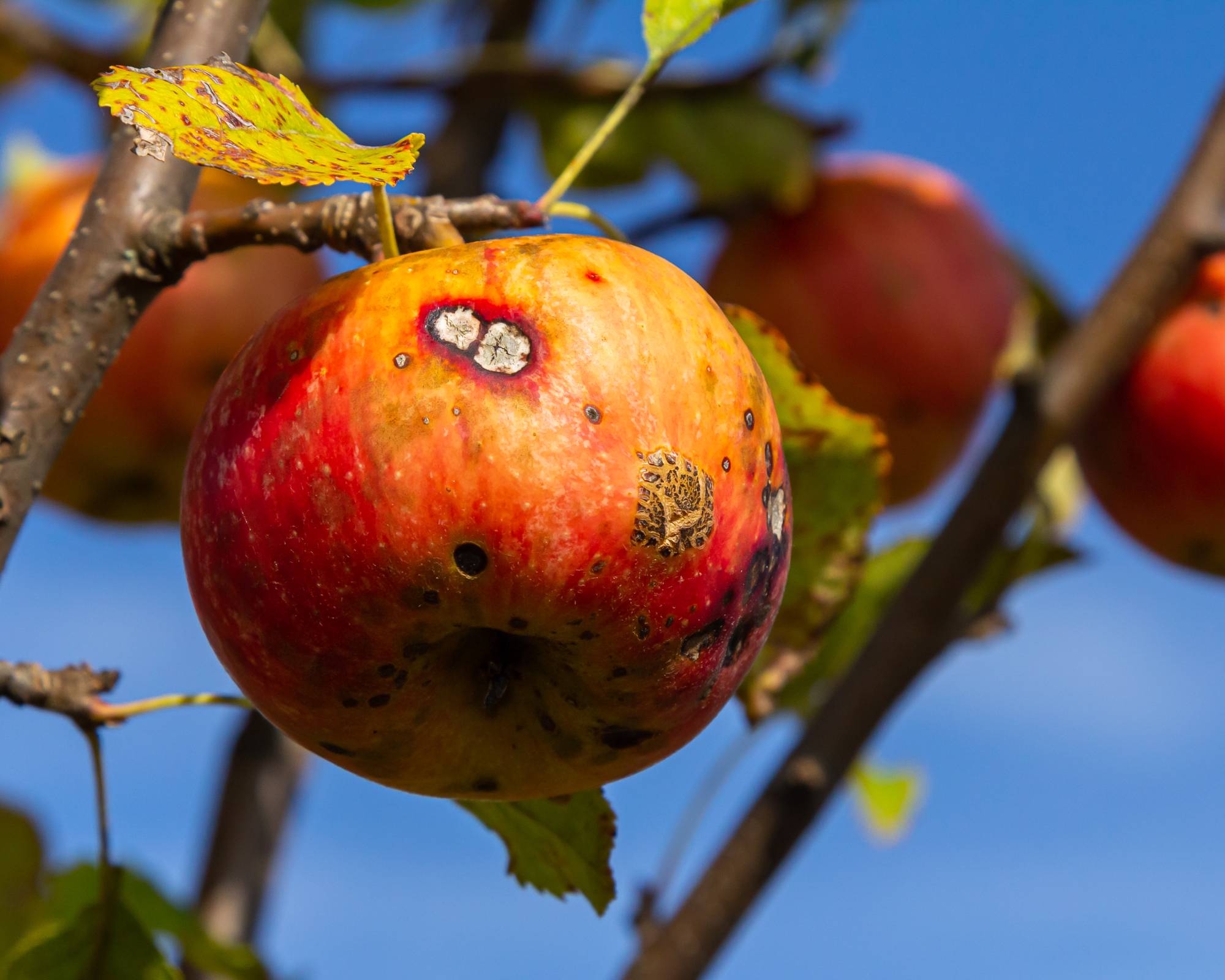 Apple scab fungus blotches on apple