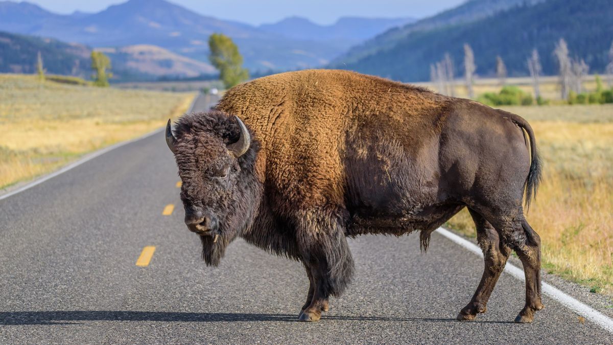 Bison standing in road at Yellowstone National Park