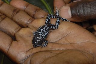 Males of this tiny frog, discovered after being lost for decades, sport a long "ring finger."