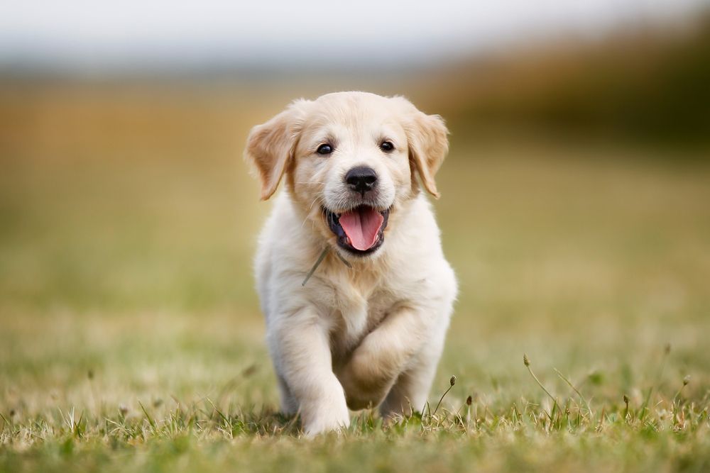 Golden Retriever Puppy