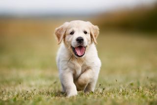 Here\'s When Puppies Are Most Adorable, According to Science | Live ...