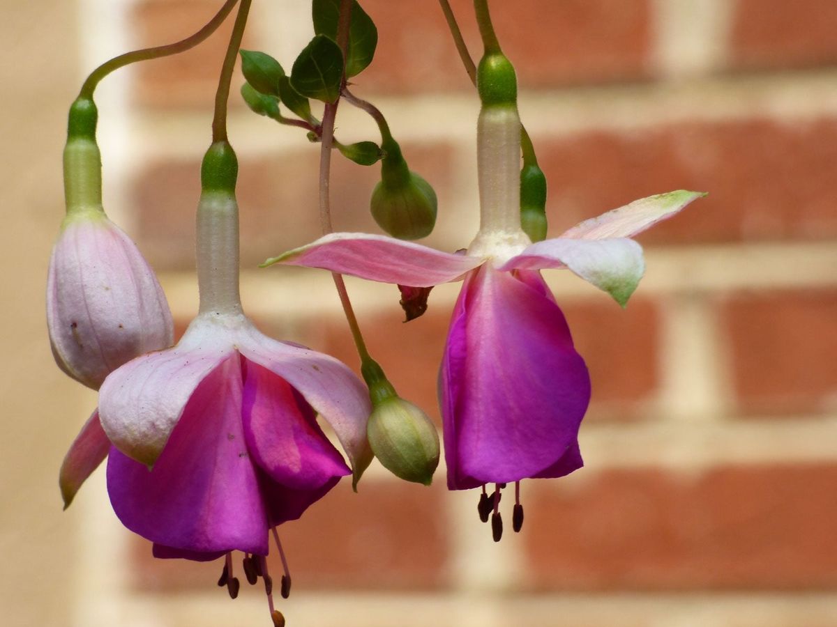 Fuchsia Plant Care Are Fuchsia Plants Annual Or Perennial Gardening