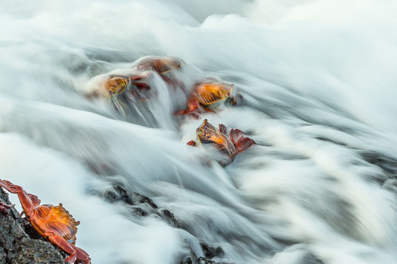 Almost like smoke, a wave passes over crabs that cling onto the rocks underneath.