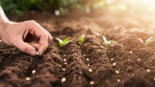 Sowing seeds outdoors