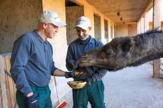 Rob feeding a camel with hotel stablemaster Mohammed at the Kasbah Tamadot.