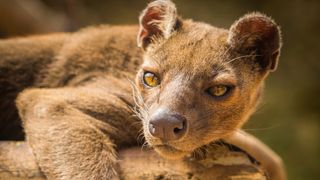 Fossa