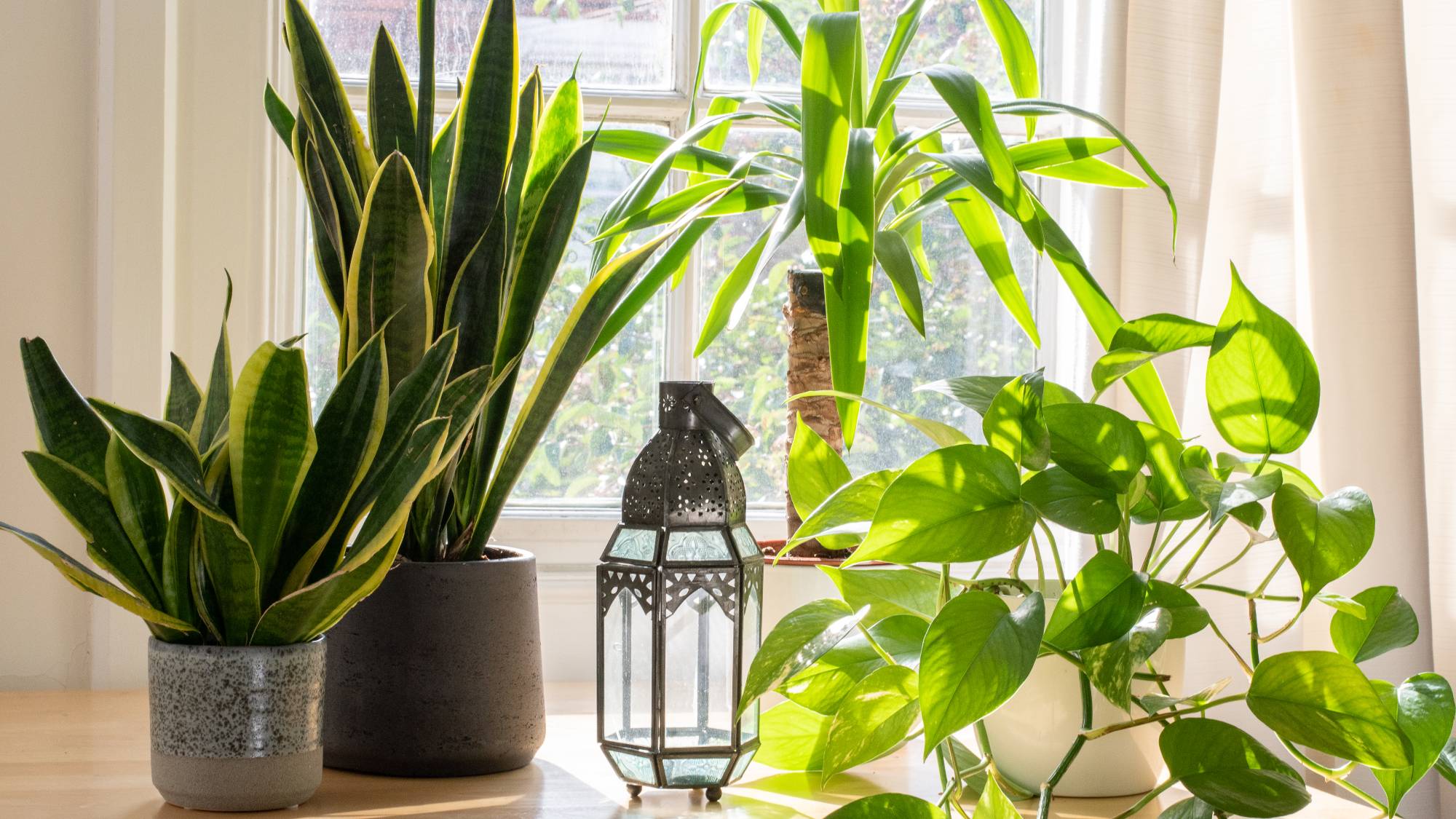 Low-maintenance houseplants