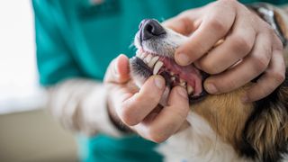 Dog getting teeth checked out by a vet
